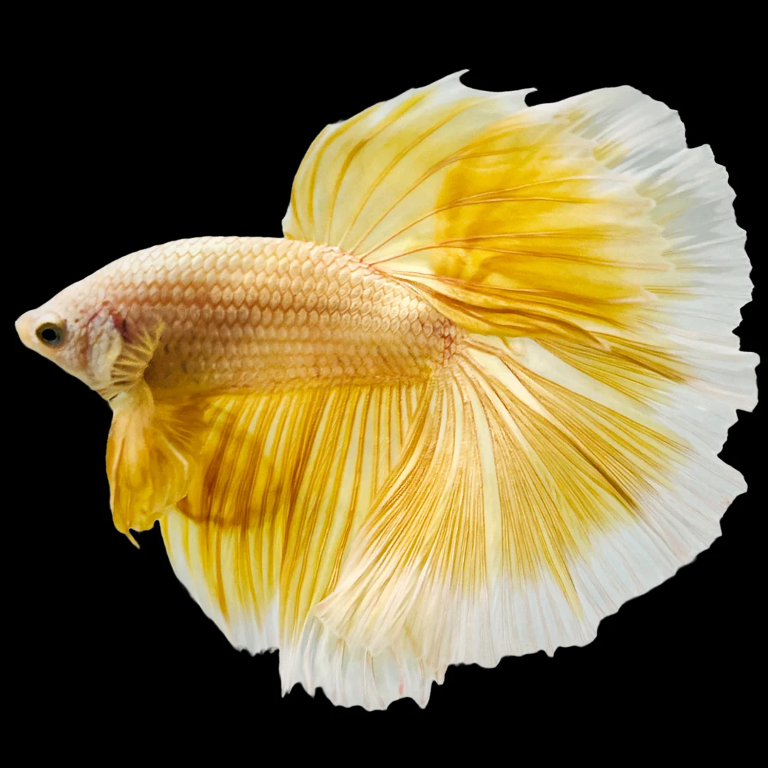 HMPK Golden Big Ear Male Betta (Betta splendens) — golden plakat betta with greatly enlarged pectoral fins