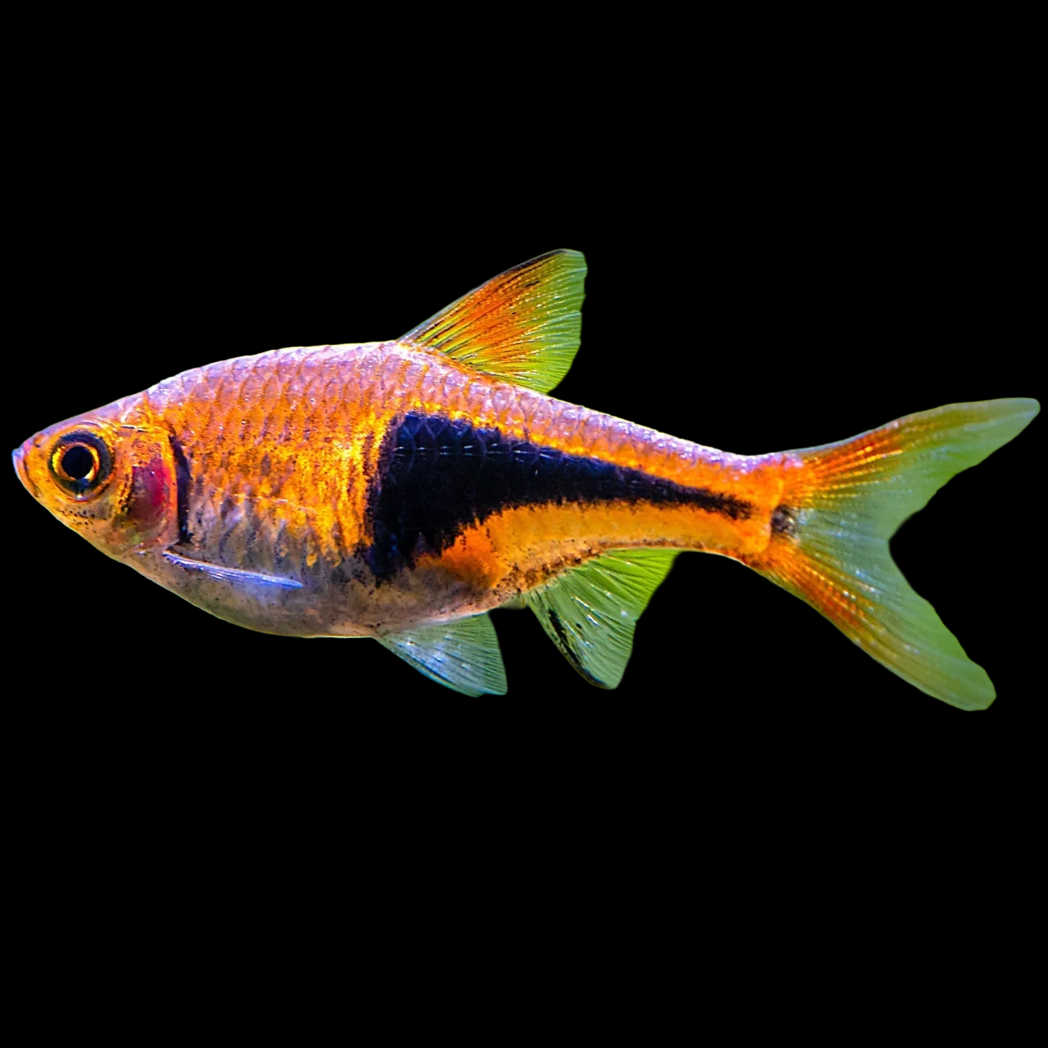 Tropical Fish Imports