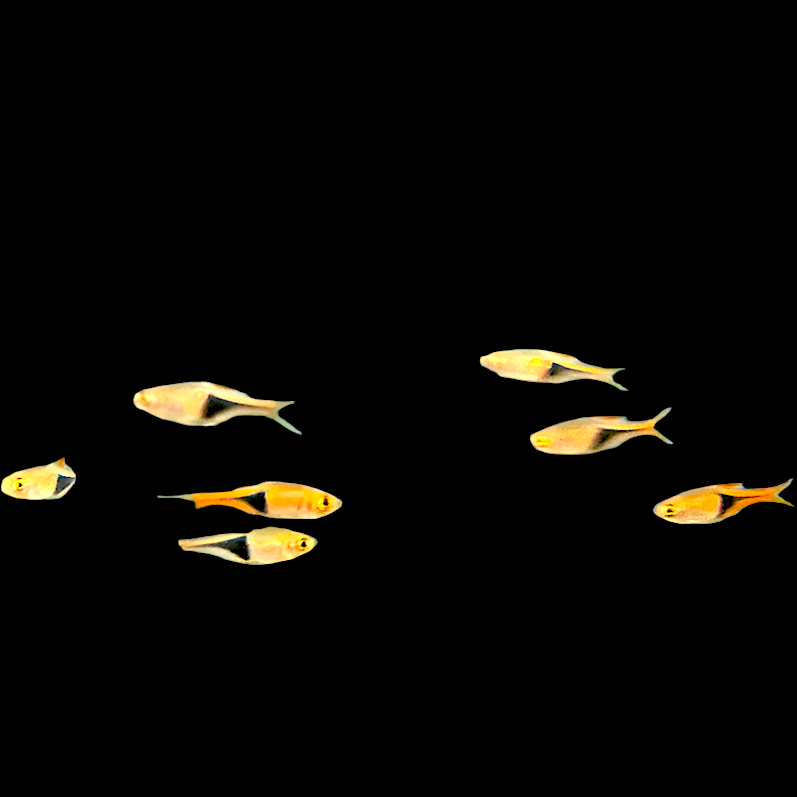 Harlequin rasbora