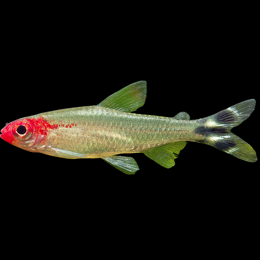 Hemigrammus bleheri Rummy Nose Tetra