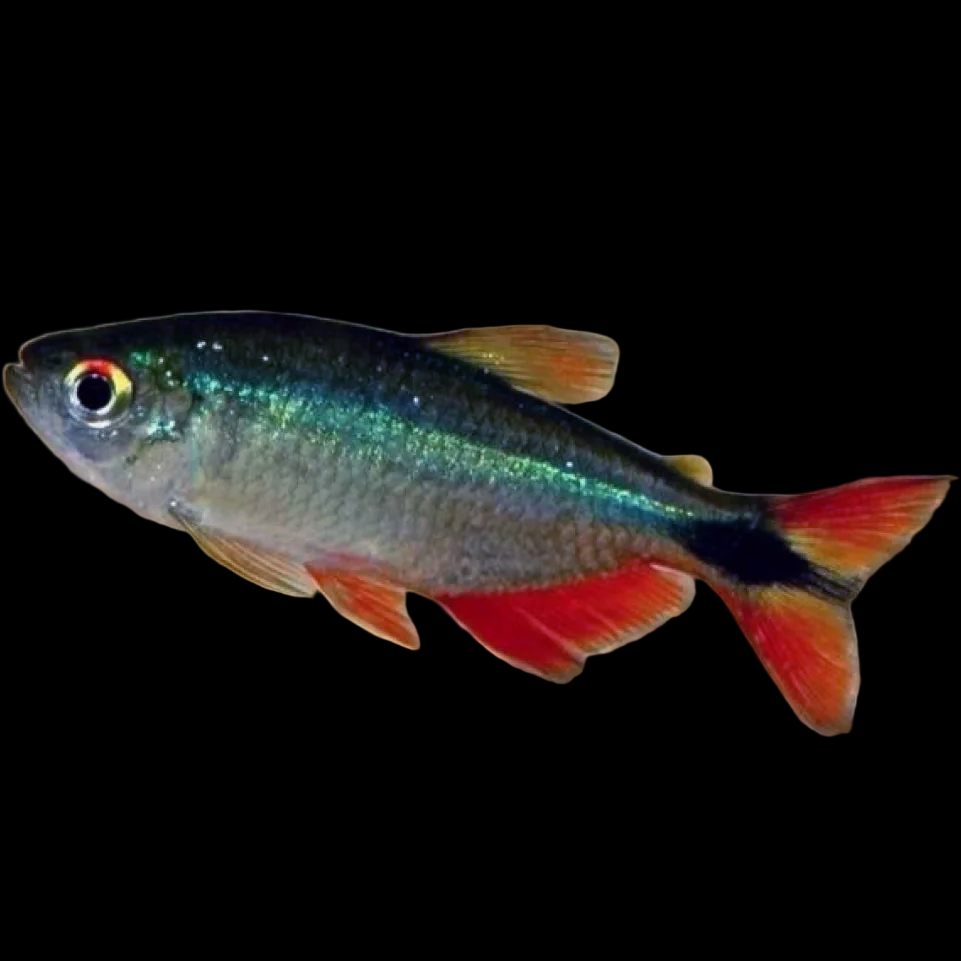 Hemigrammus caudovitatus Buenos Aires Tetra