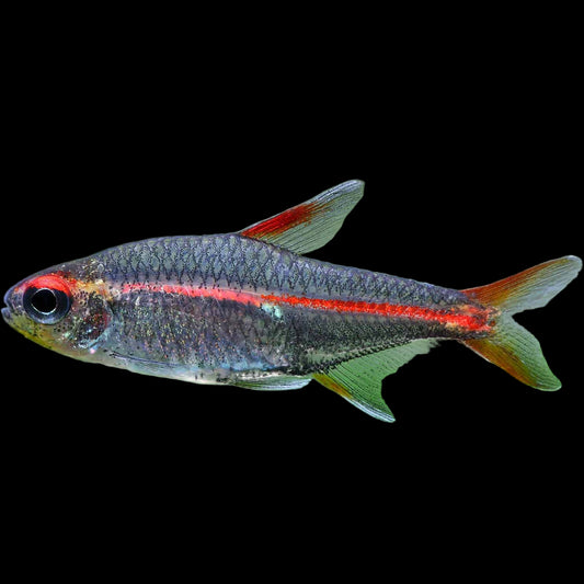 Glowlight Tetra