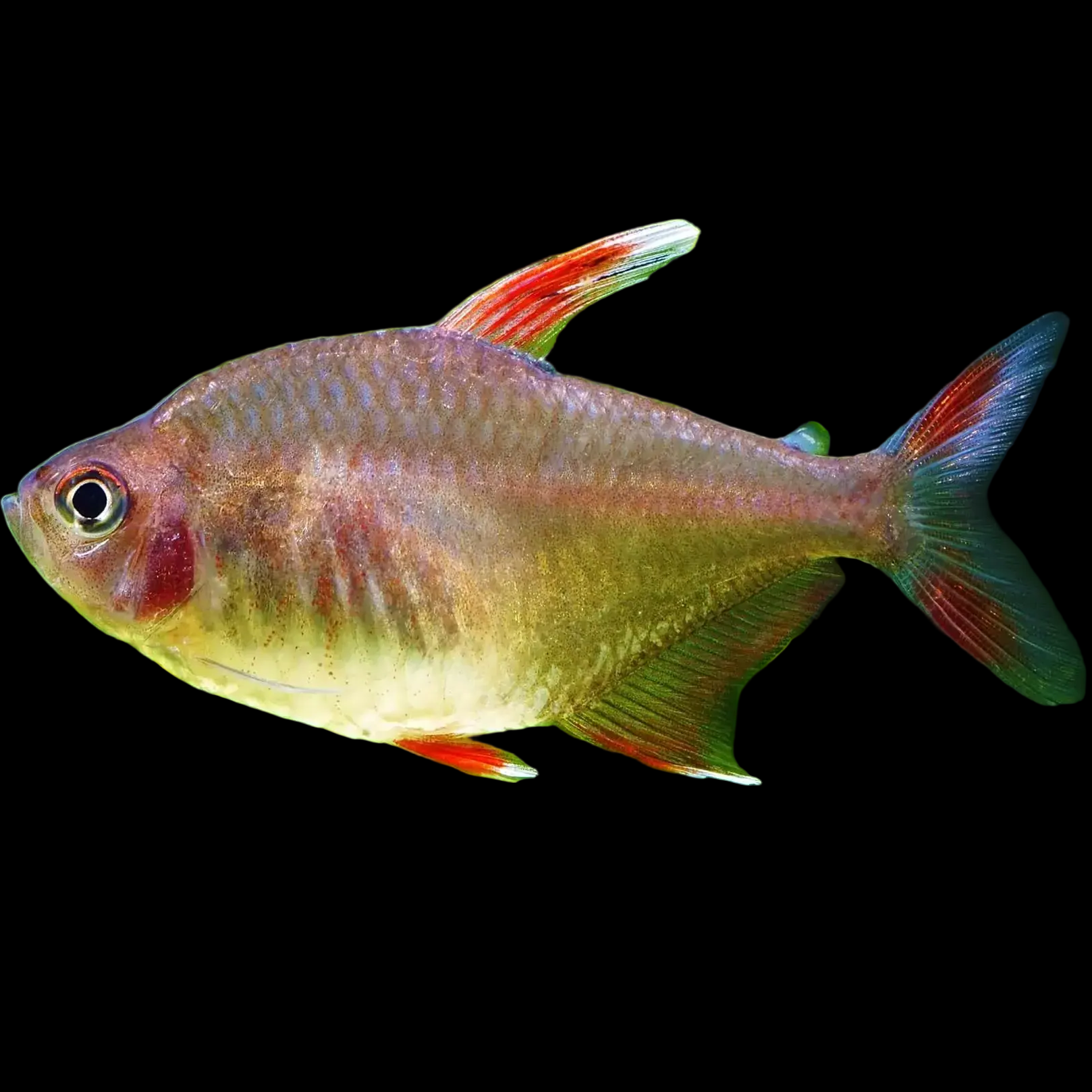 Hyphessobrycon rosaceus female