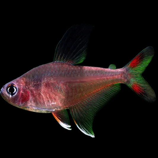 Rosy Tetra