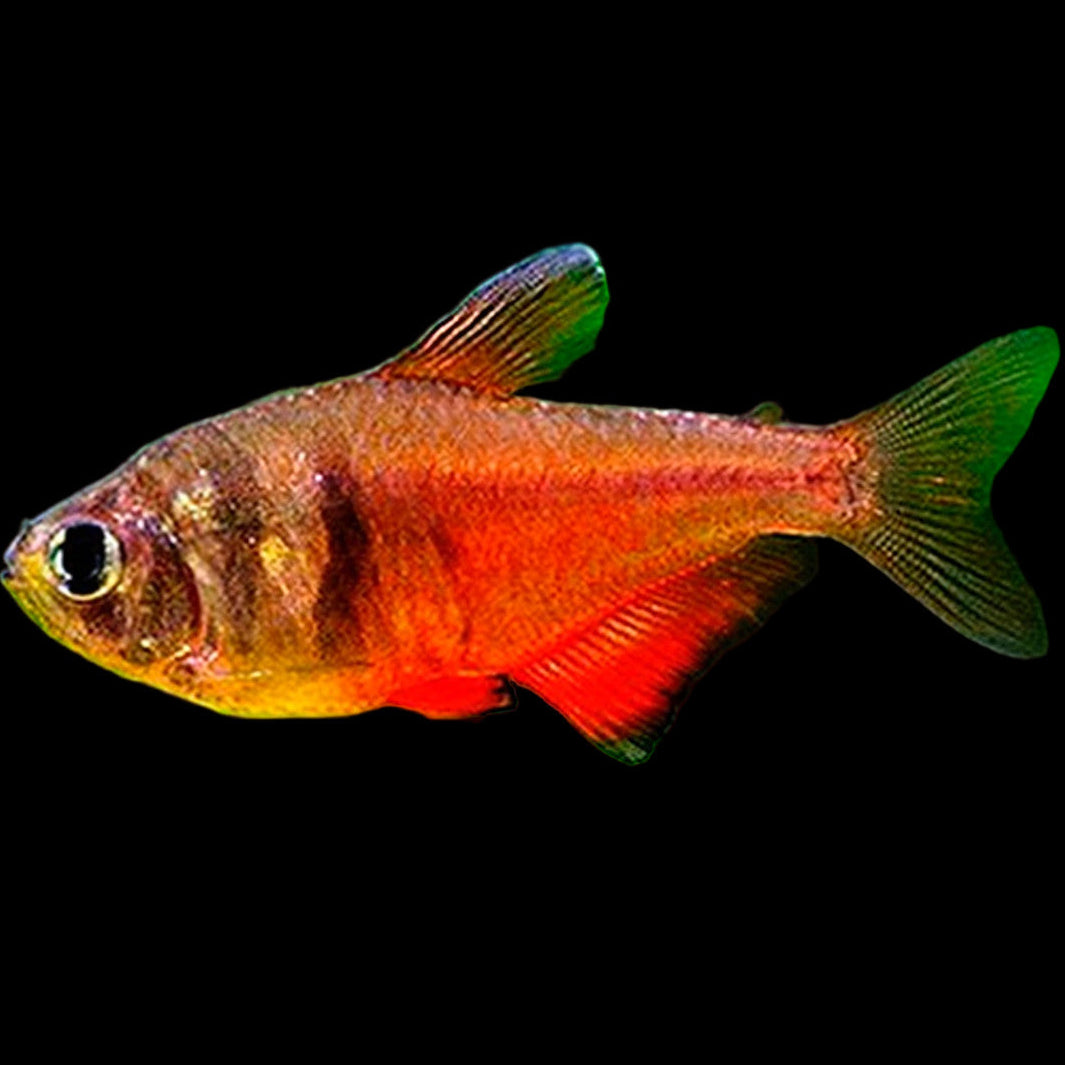 Flame Tetra (Hyphessobrycon flammeus) — small tetra with silver front, two dark bars and deep red-orange rear