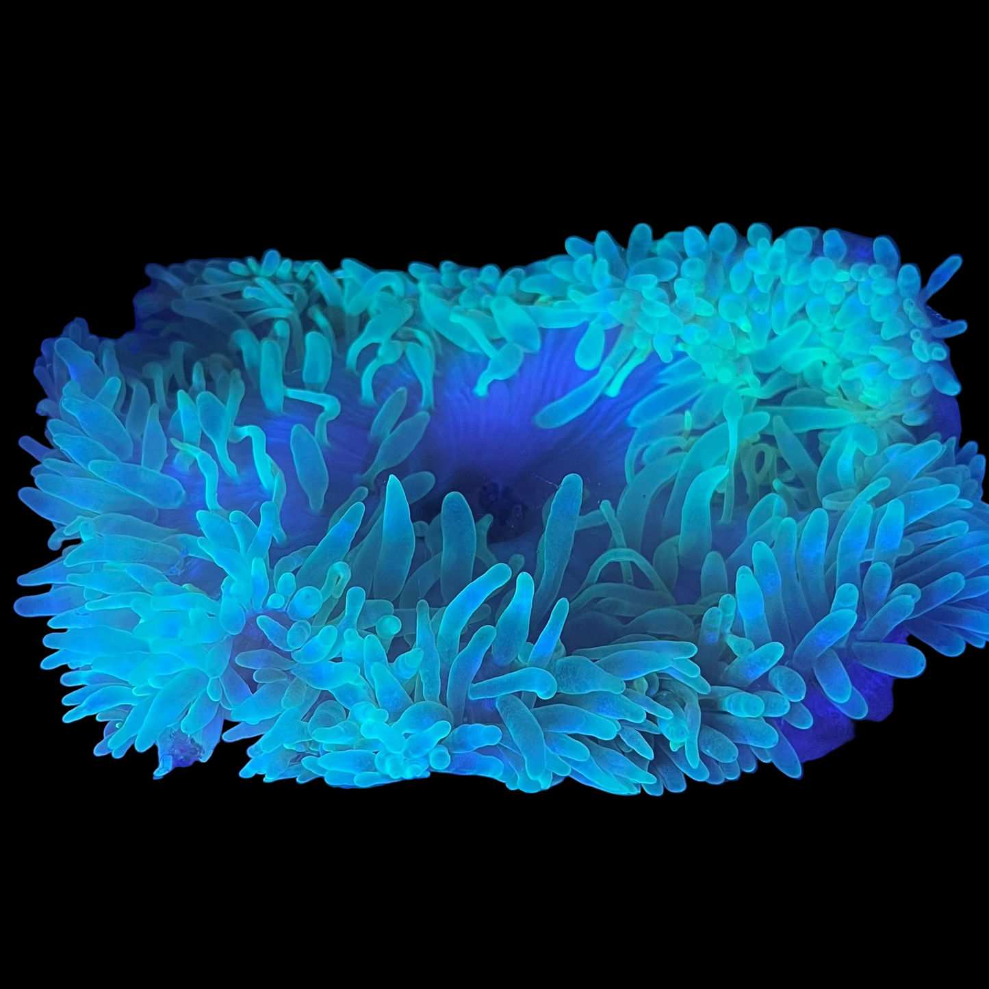 Metallic Green Bubble Tip Anemone (Entacmaea quadricolor) — green anemone with bulb-tipped tentacles