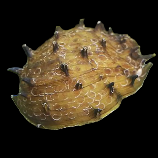 King Koopa Nerite Snail