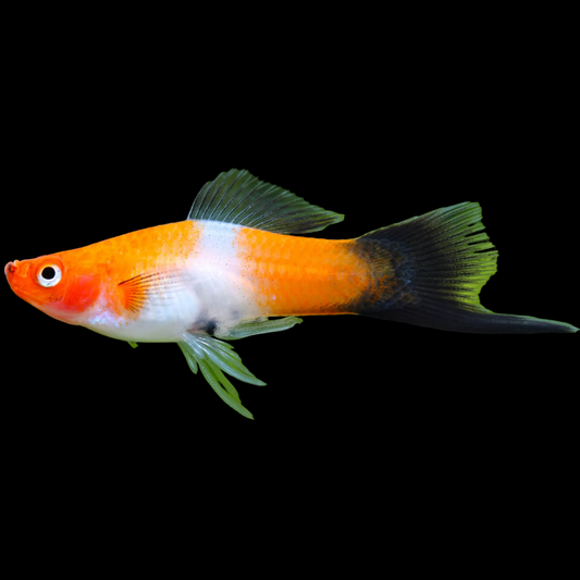 Koi Tancho Black Tail Swordtail (Xiphophorus hellerii) — white swordtail with a red head patch and black tail