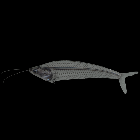 Kryptopterus bicirrhis asian glass catfish