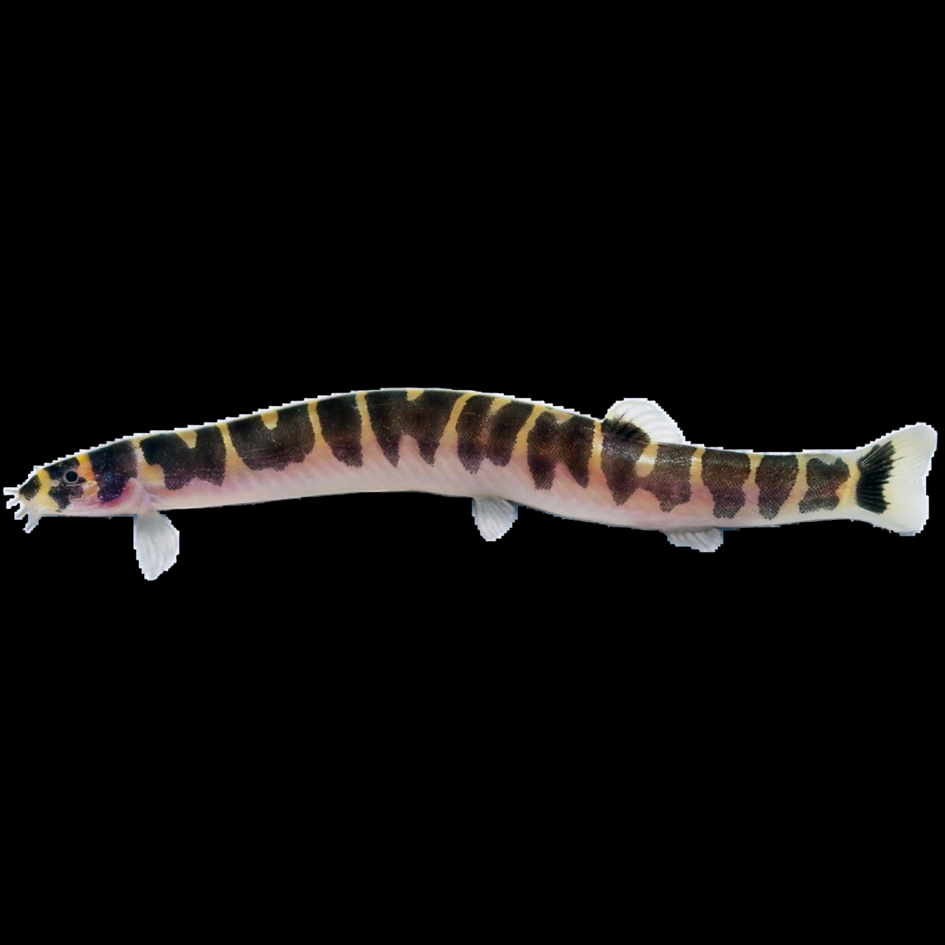 Kuhli Loach  Pangio kuhlii