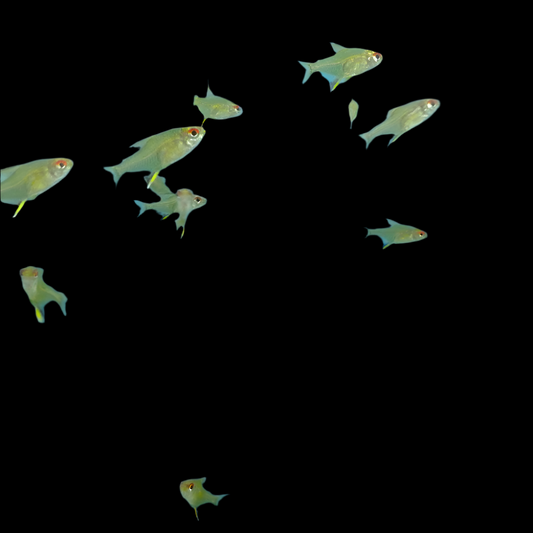 Lemon Tetra