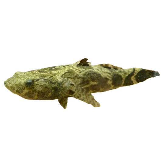 Marbled Sleeper Goby