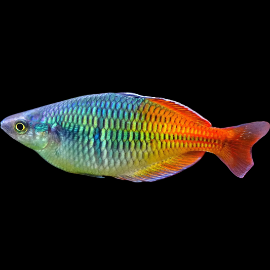 Melanotaenia bosemani RED "LAKE AITINJO"