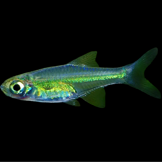 Microdevario kubotai Green Neon Rasbora