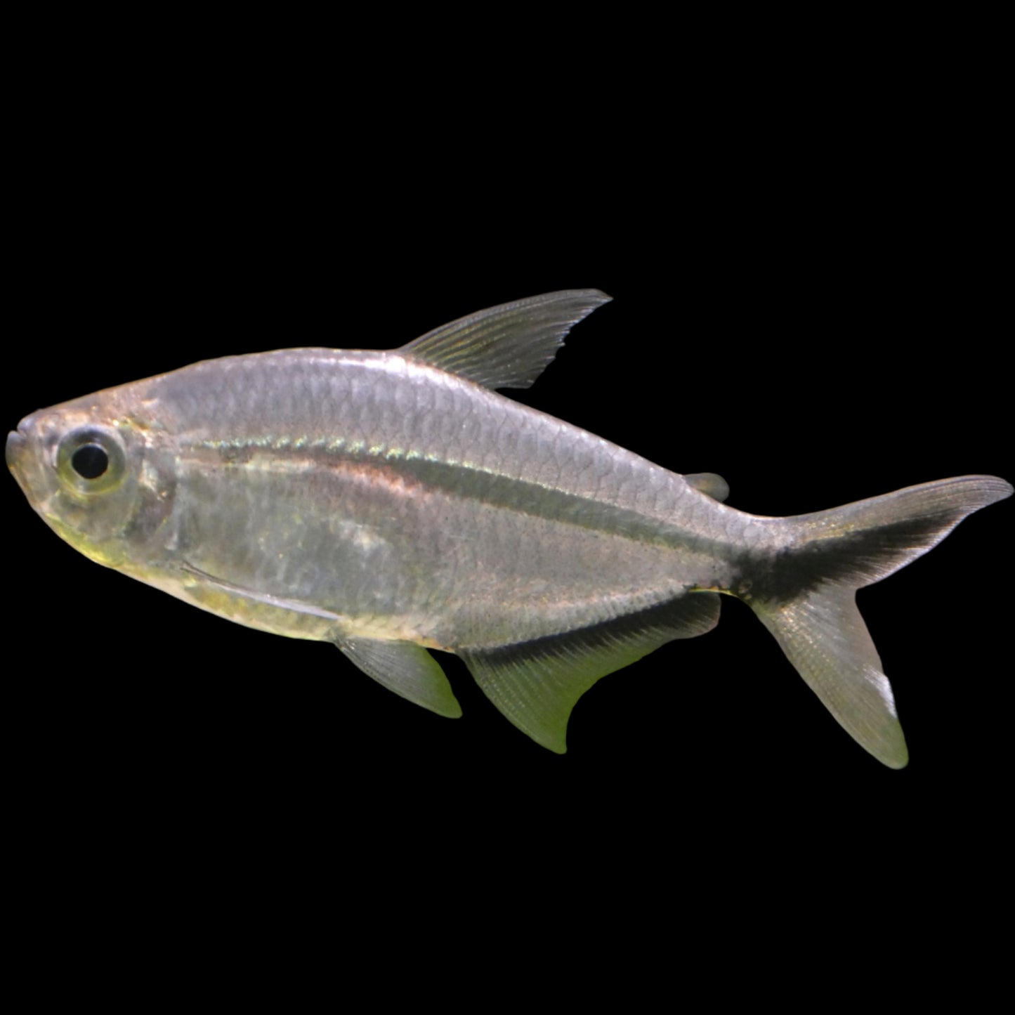 Costae Tetra