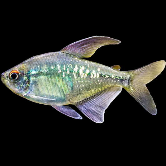 Moenkhausia pitteri diamond tetra