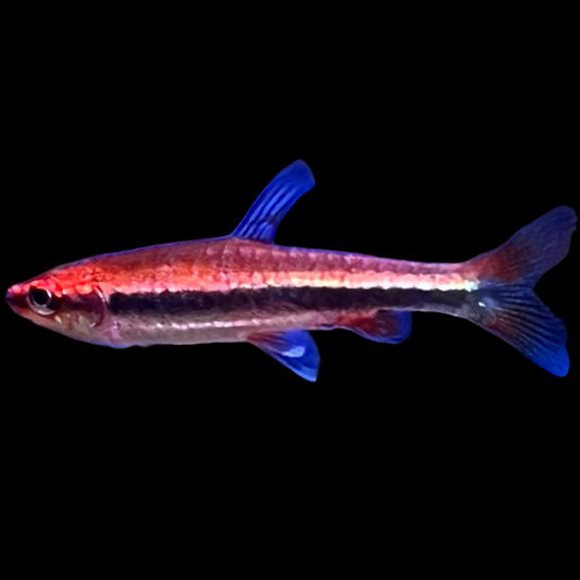 Nannostomus beckfordi var red