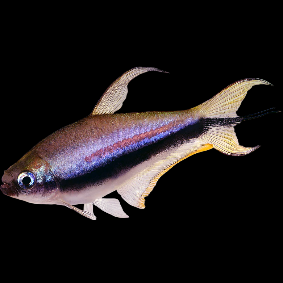 Nematobrycon palmeri Emperor Tetra