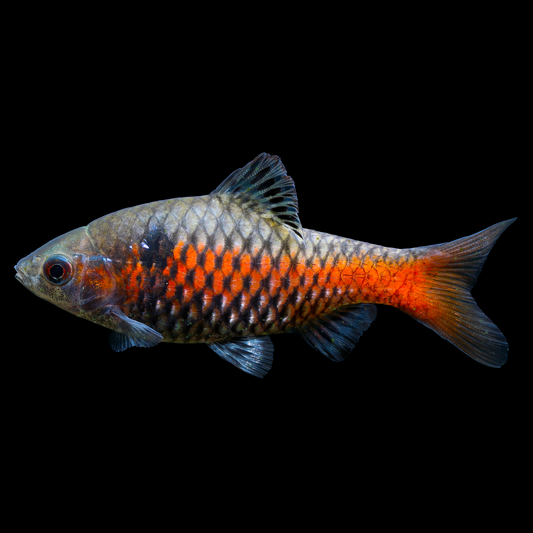 Odessa Barb