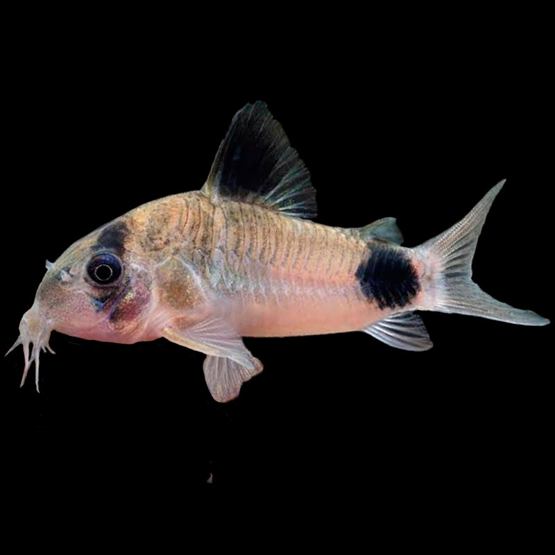 Corydoras Panda