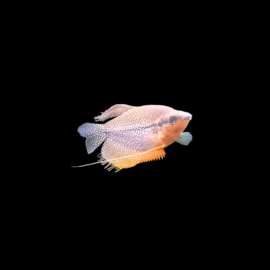 Pearl Gourami