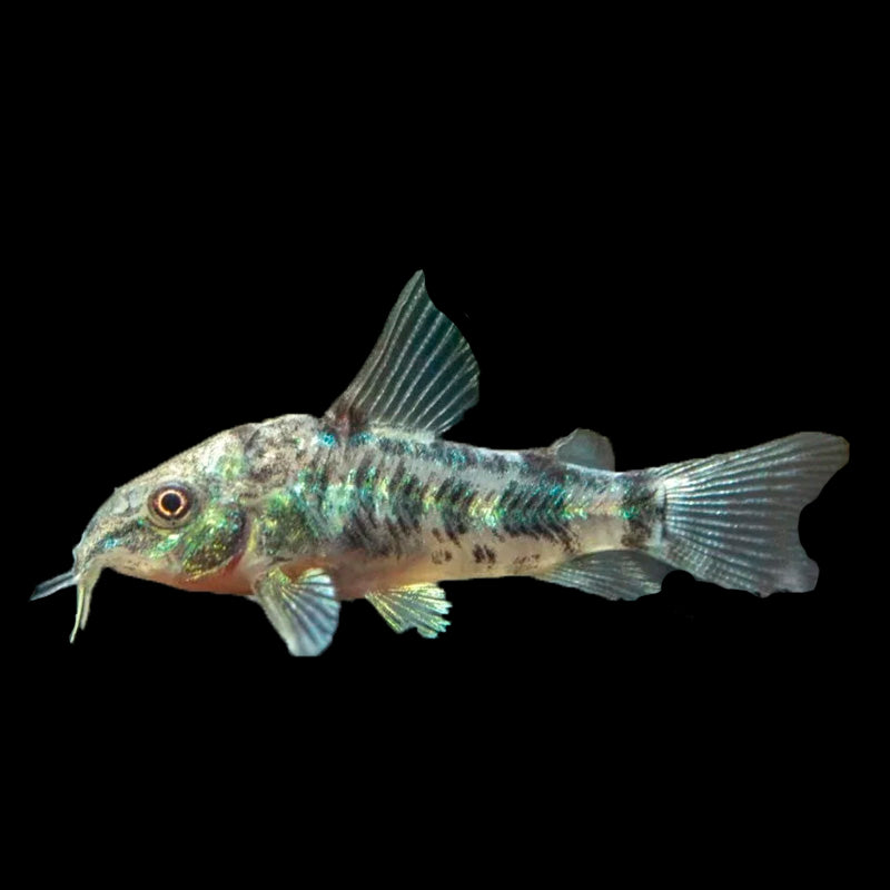 Corydoras Peppered