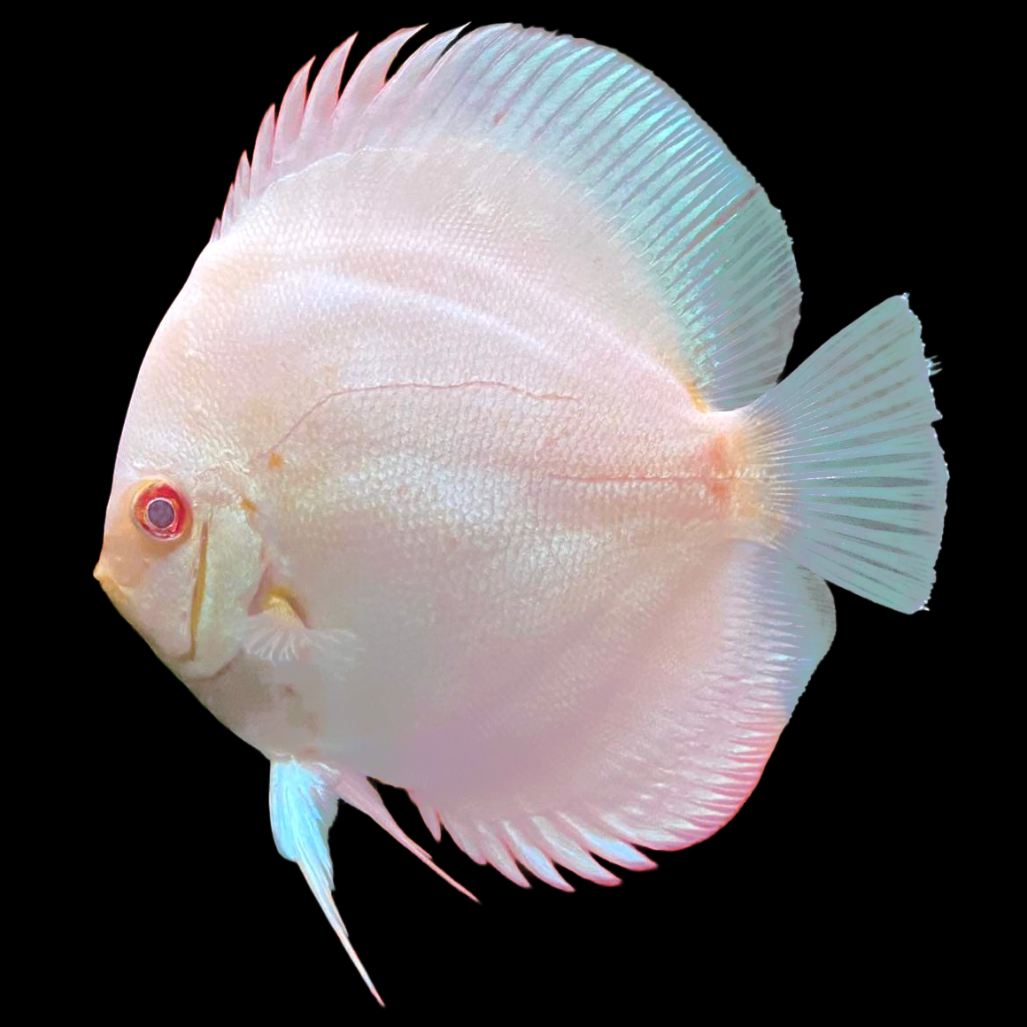 Platinum Discus