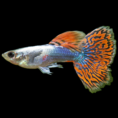 Poecilia reticulata Guppy