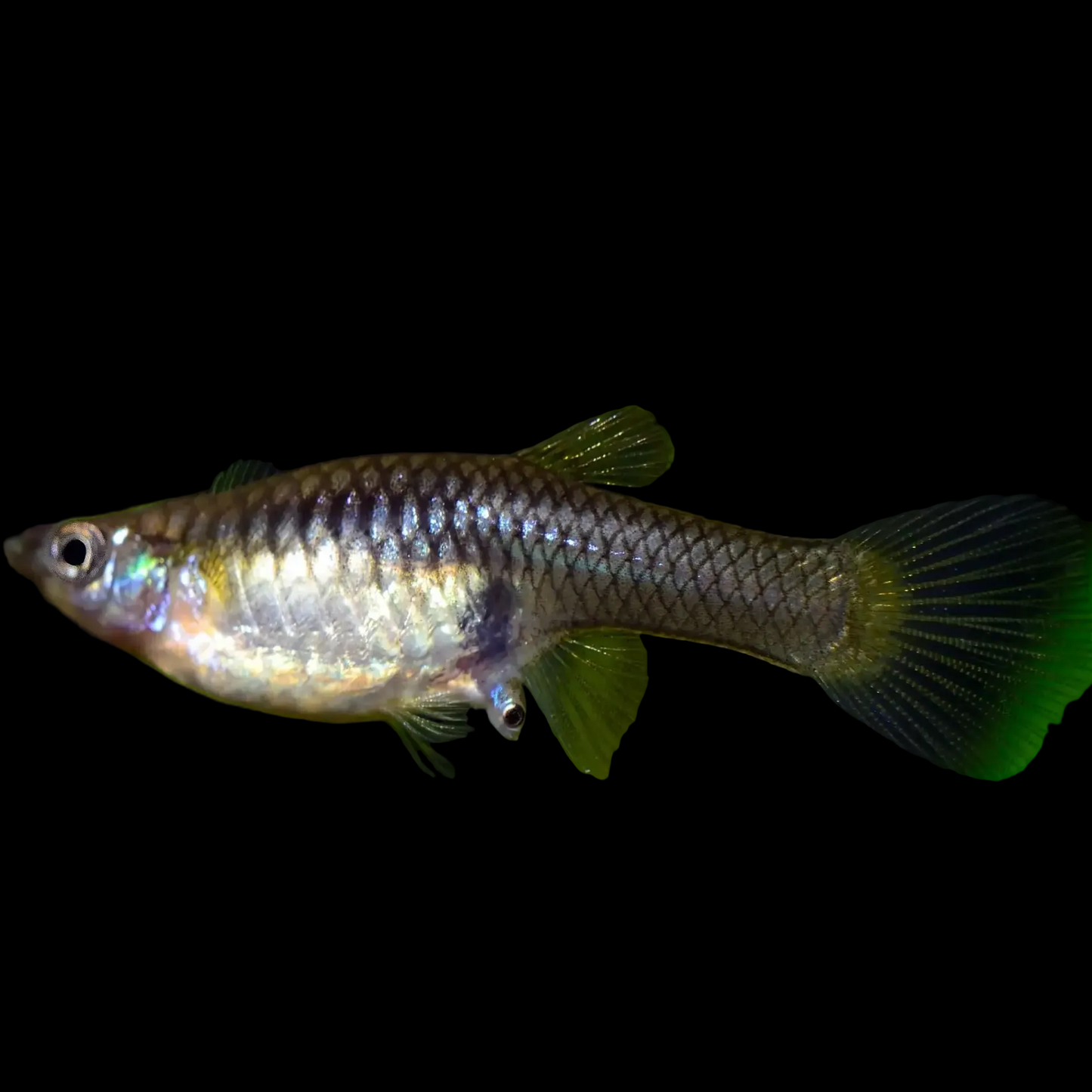 Female Endler (Poecilia wingei) — plain olive-silver livebearer with a rounded body