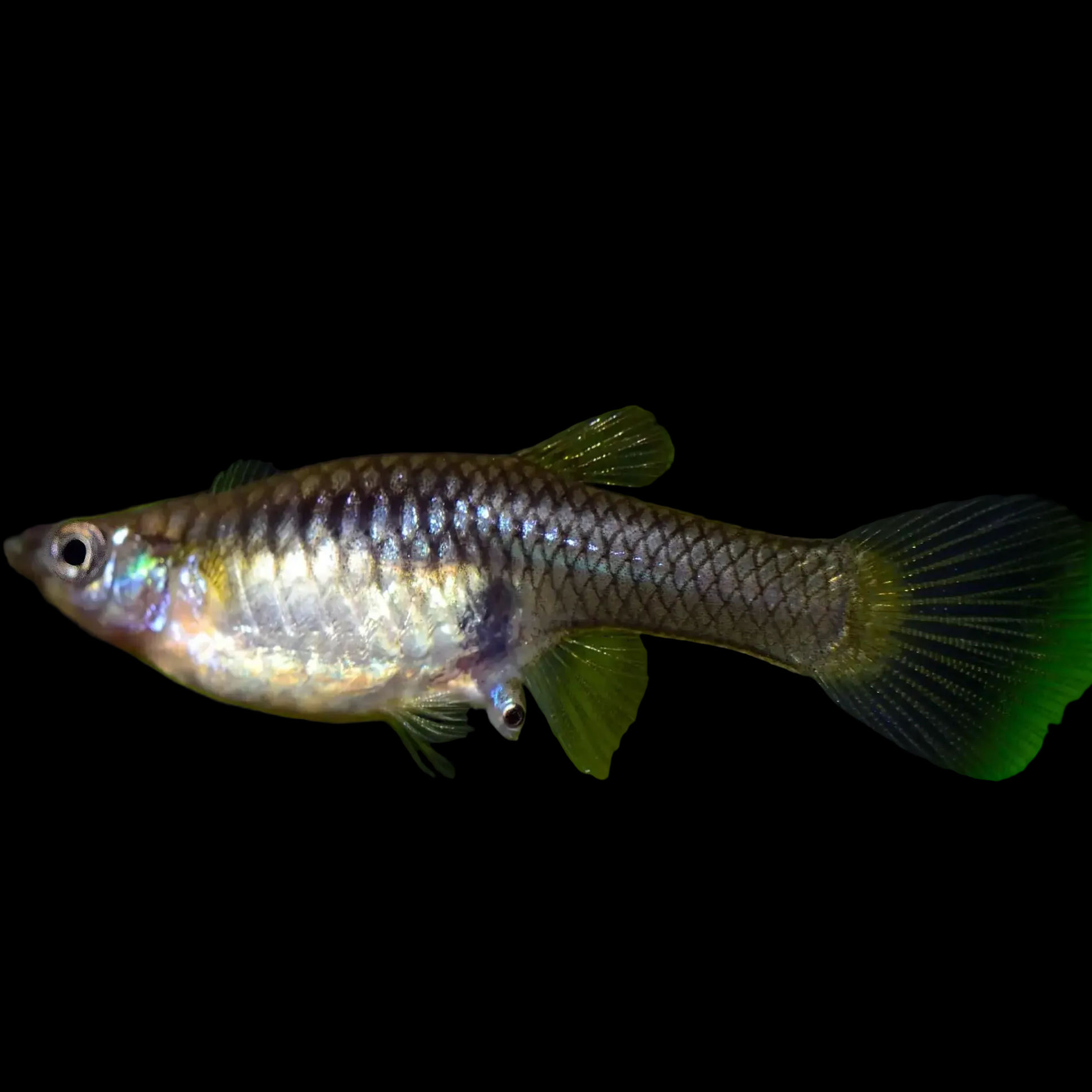 Female Endler (Poecilia wingei) — plain olive-silver livebearer with a rounded body