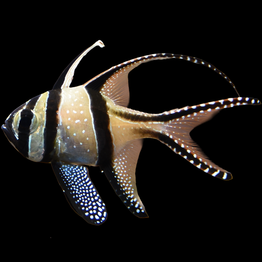 Pterapogon kauderni Banggai Cardinal