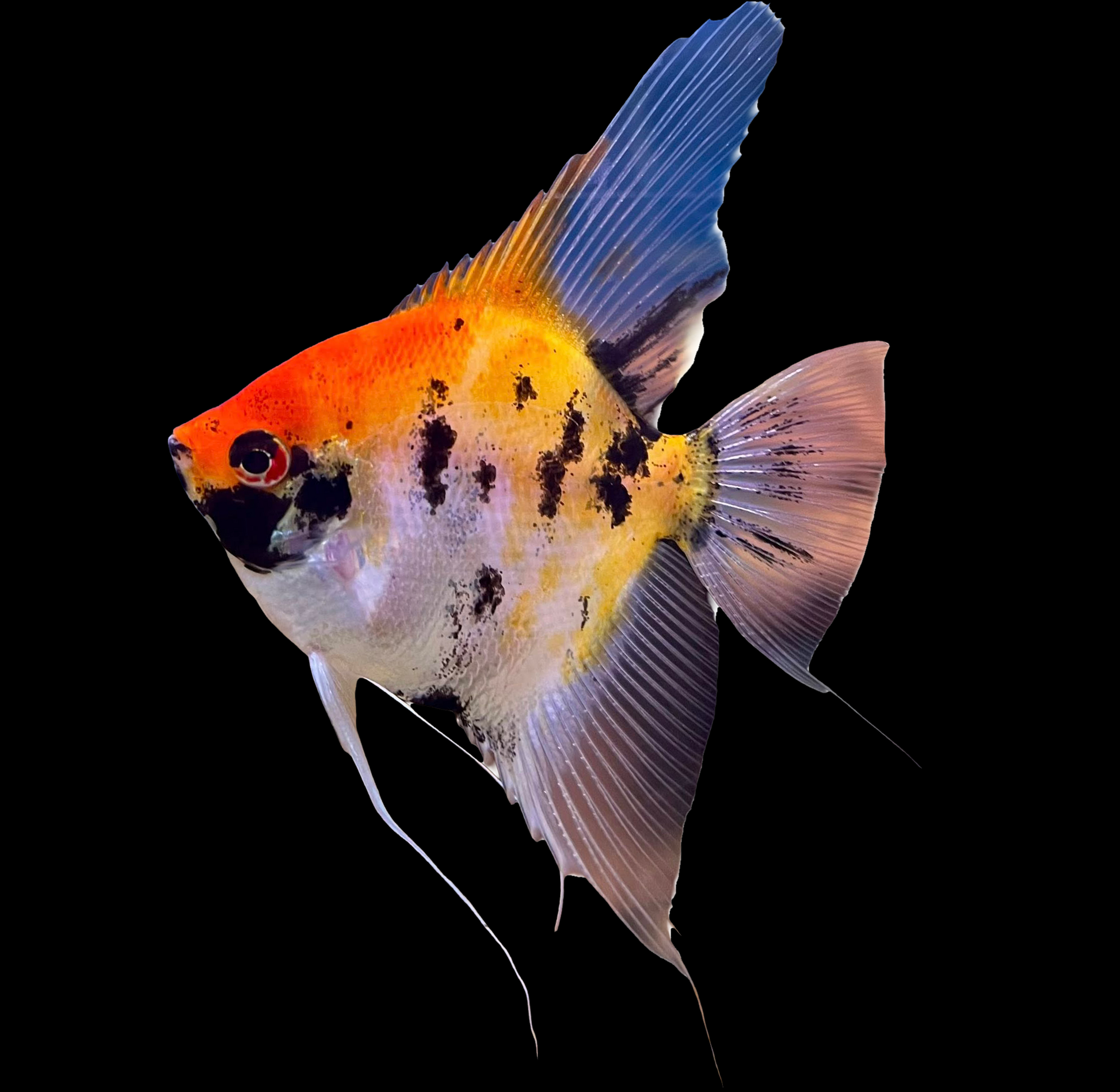 Tricolour Angelfish (Pterophyllum scalare) — tall angelfish marked in orange, black and white