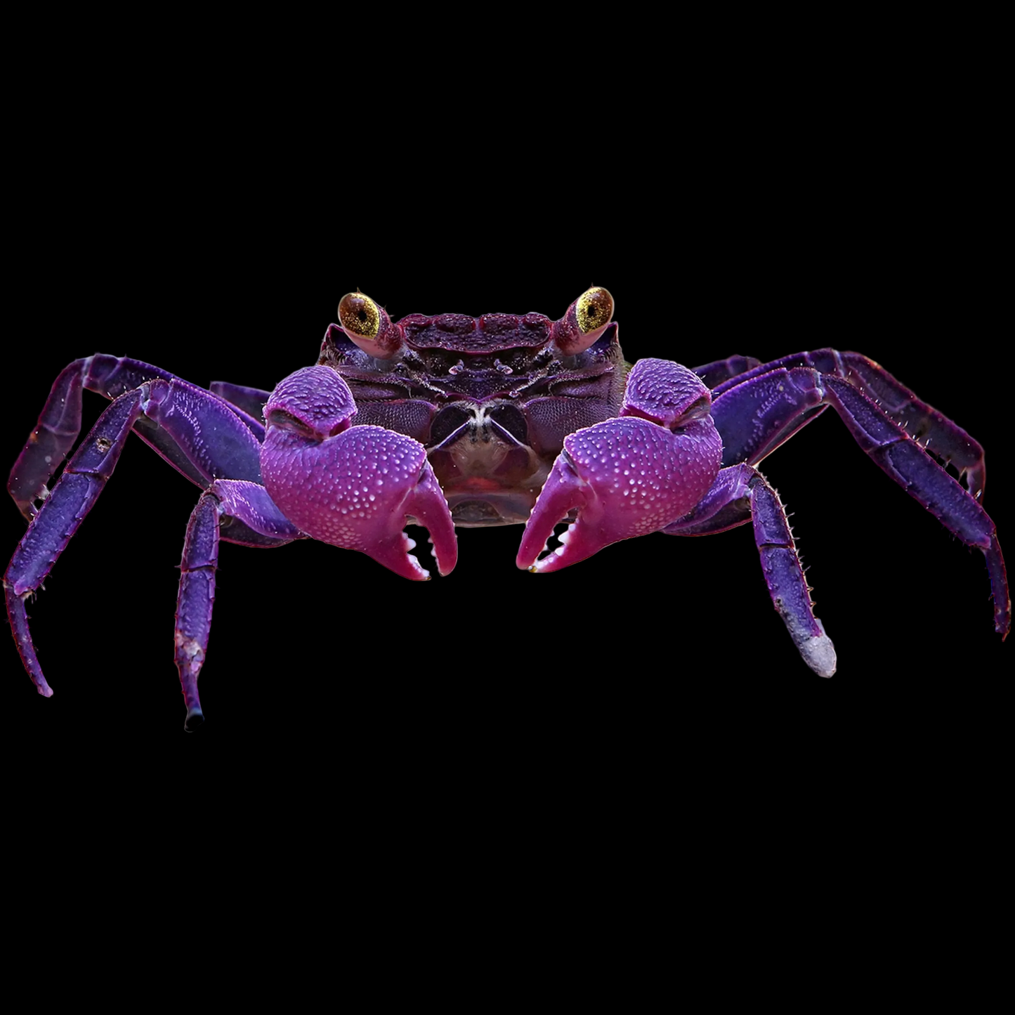 Purple Matano Crab (Syntripsa matannensis)