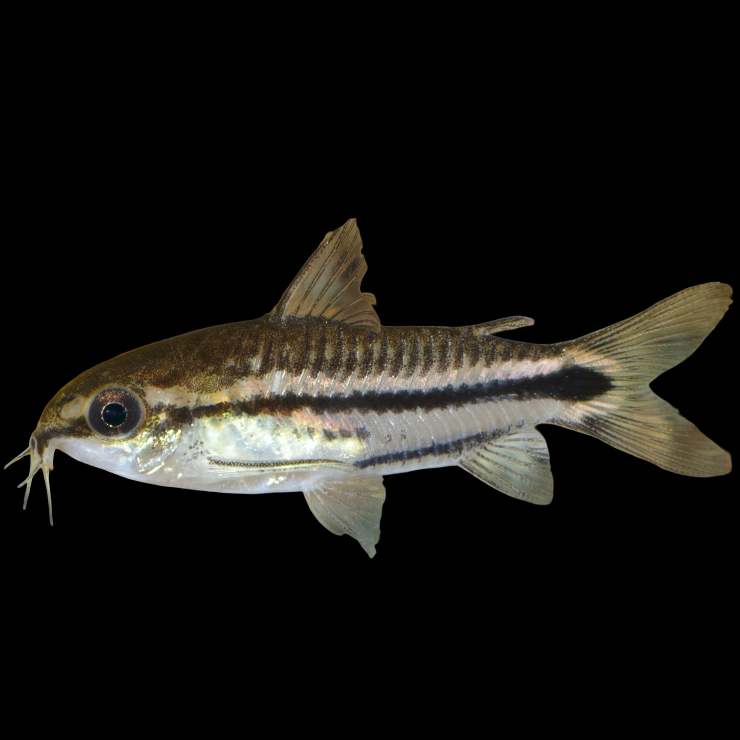Pygmy Corydora