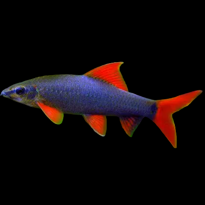 Rainbow Shark (Epalzeorhynchos frenatus)