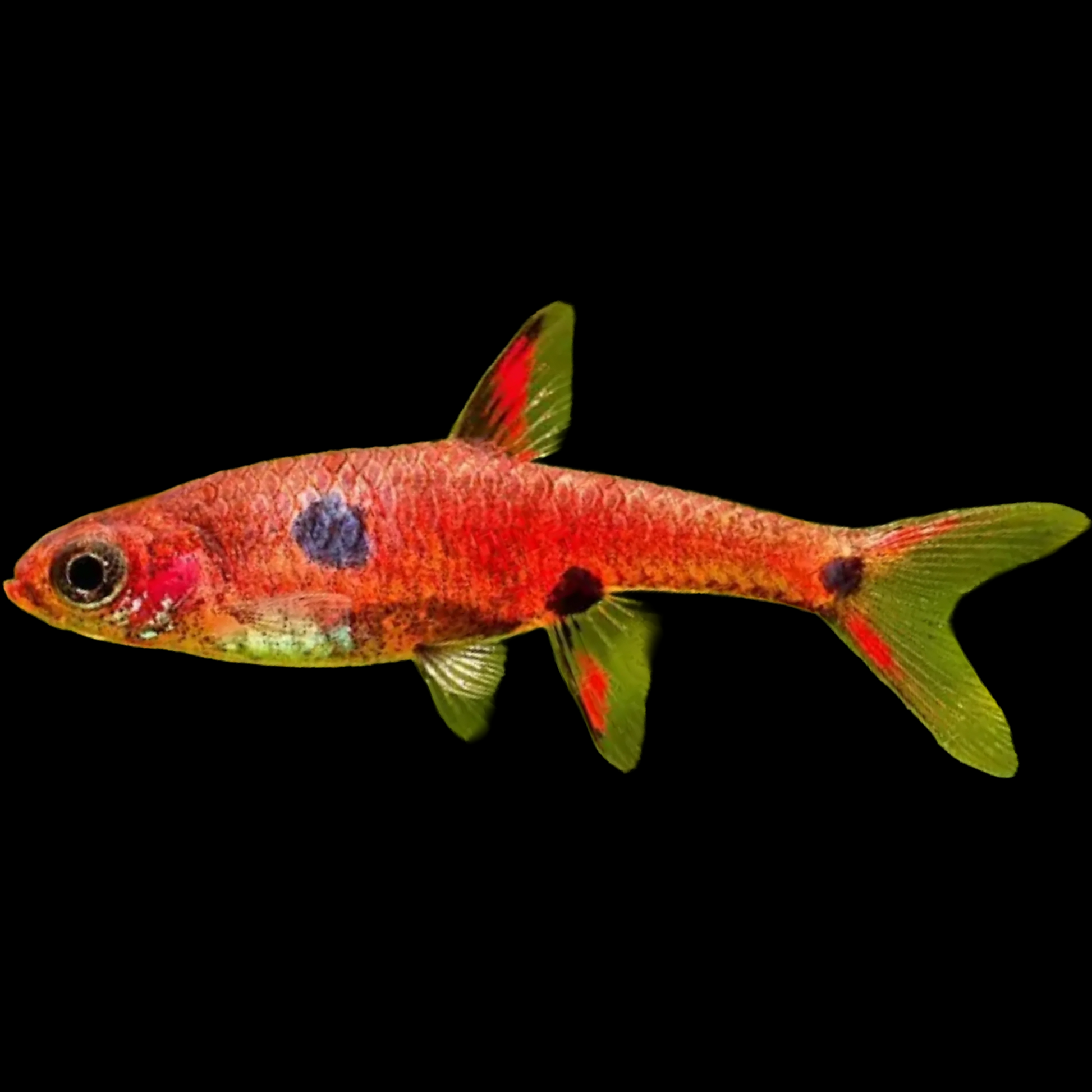 Rasbora maculata Three Spot Rasbora
