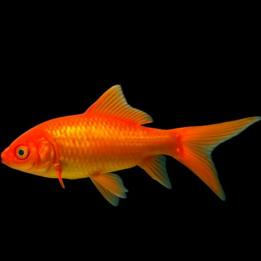 Red Comet Goldfish