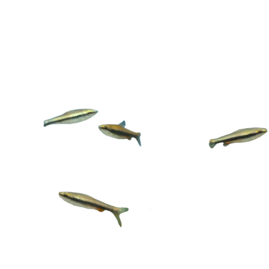 Red Pencilfish