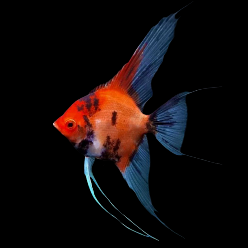 Veiltail Red Devil Angelfish (Pterophyllum scalare) — deep red angelfish with elongated veil finnage