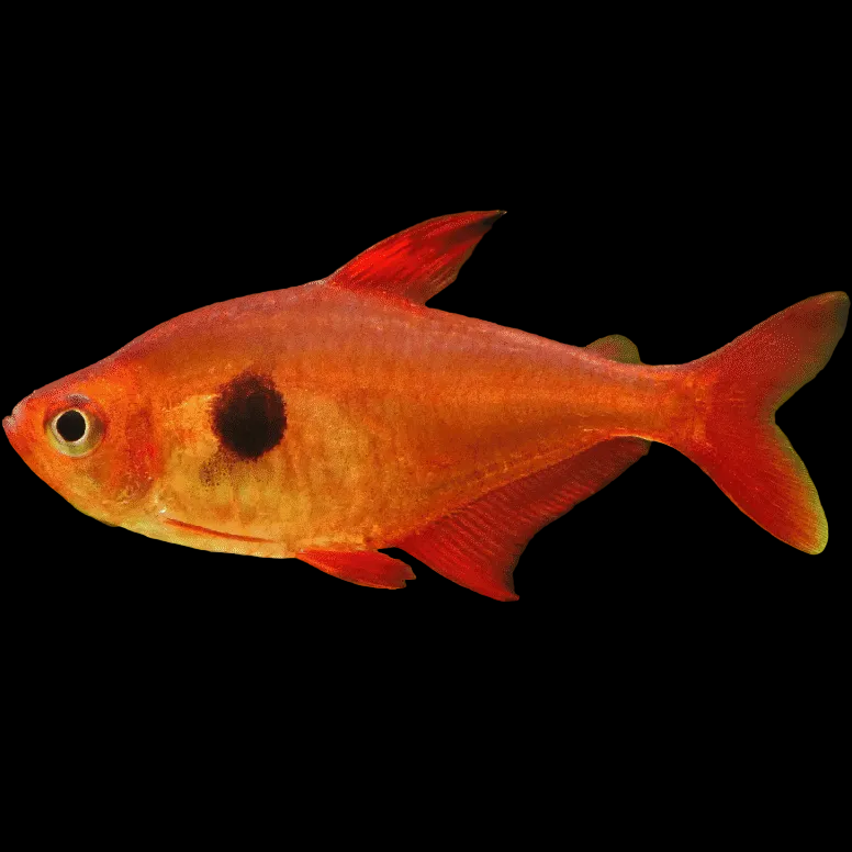 Red Phantom Tetra
