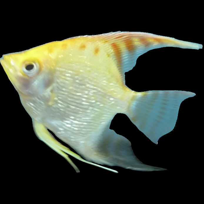 Red-Headed Diamond Angelfish (Pterophyllum scalare) — pale angelfish with a red-orange head and speckled body