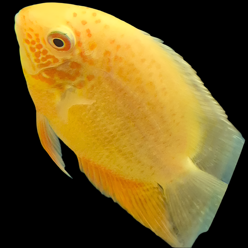 Gold Red Spotted Severum (Heros efasciatus) golden cichlid with rows of red-brown spots across the flanks