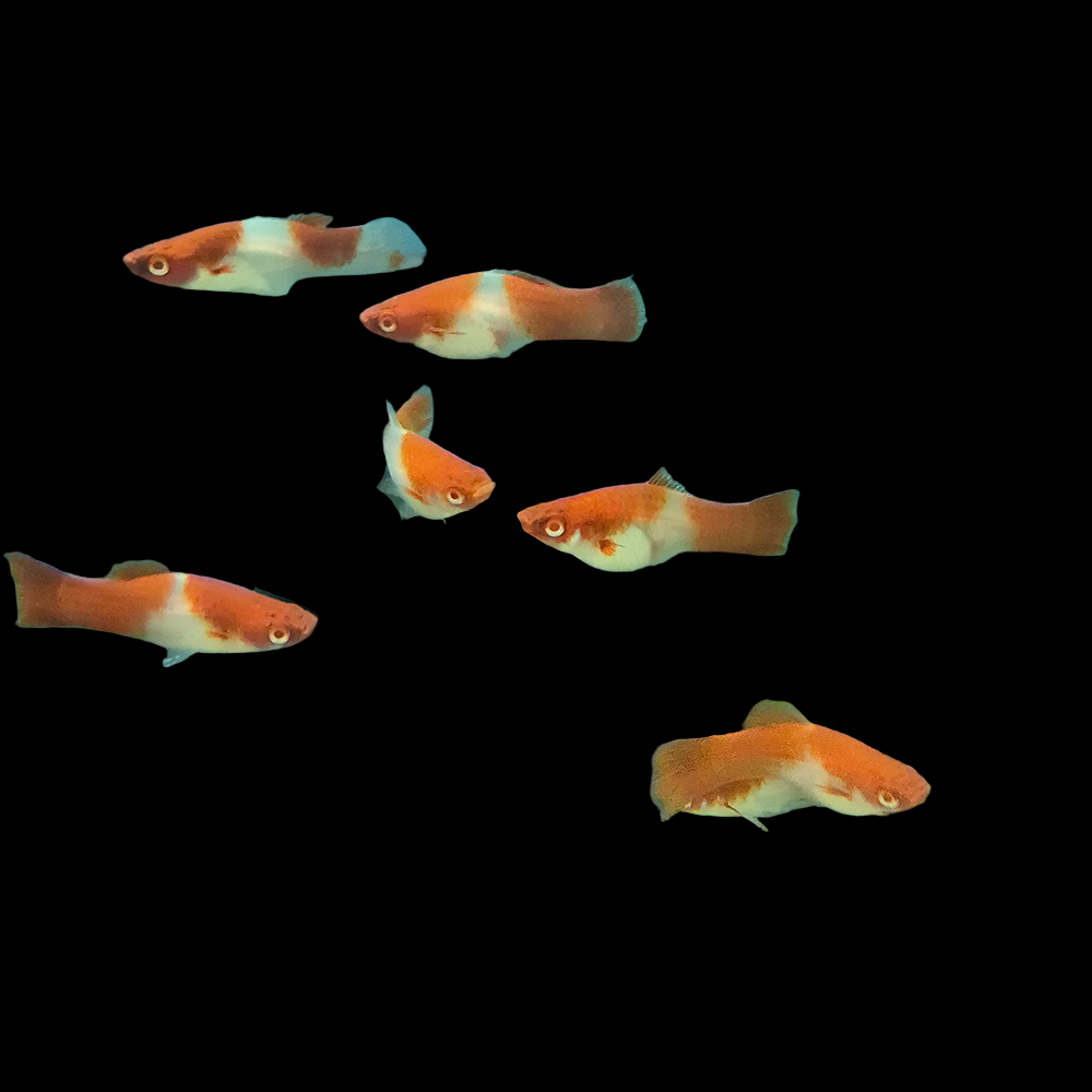Santa Clause Swordtail