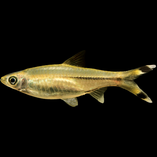 Scissortail Rasbora