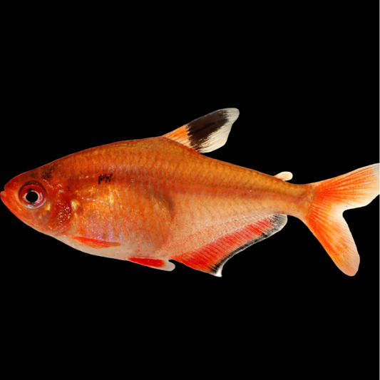 Serpae Tetra Megalamphodus eques