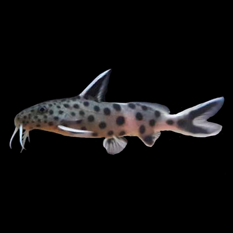 Synodontis petricola spotted Lake Tanganyika catfish with white-edged fins and long white barbels