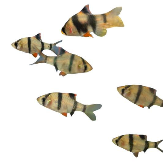 Tiger Barb