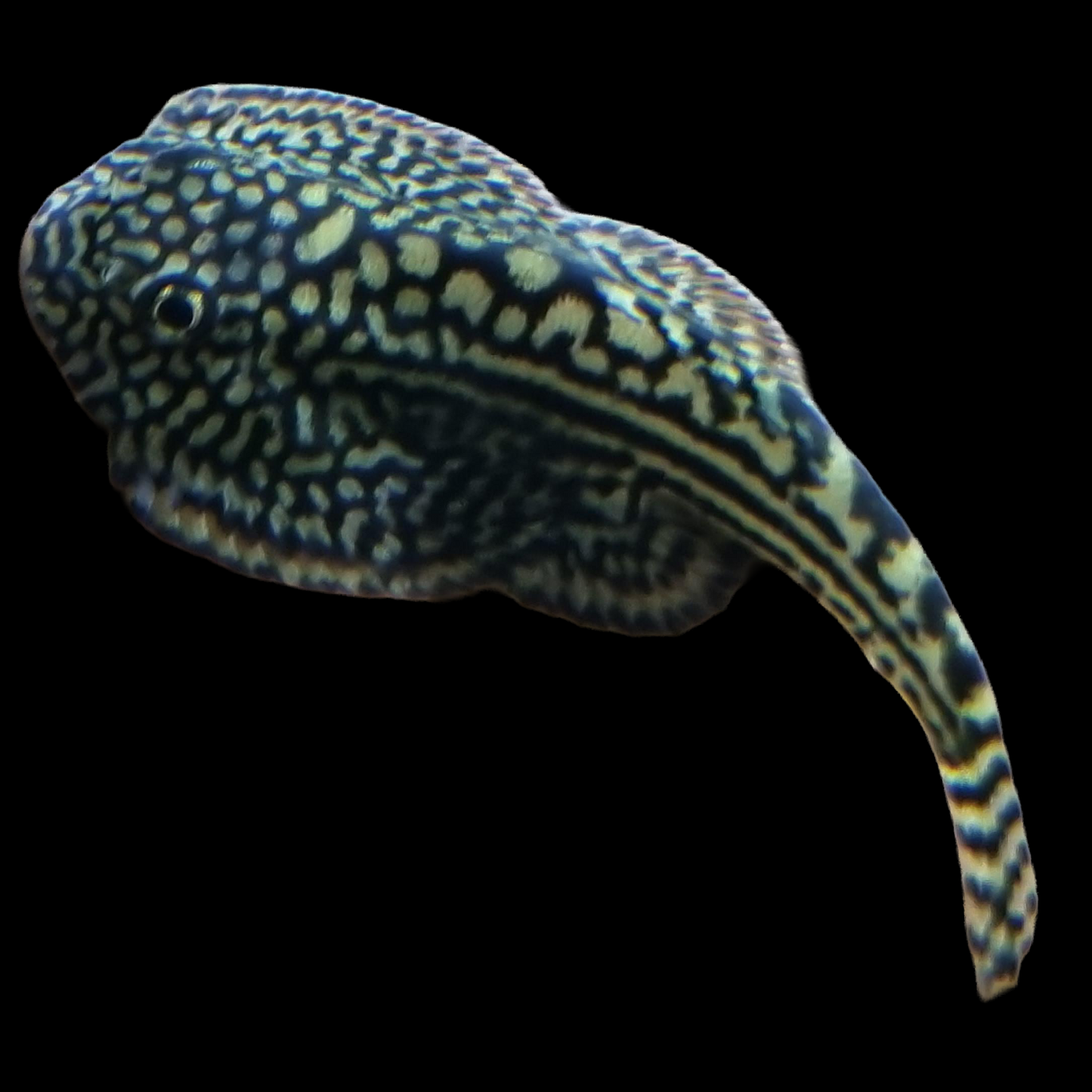 Tiger Hillstream Loach (Sewellia lineolata) flattened gold loach with dark tiger striping and spread pectoral fins