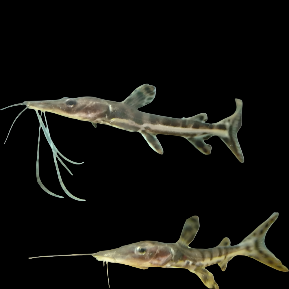 Tiger Shovelnose Catfish (Pseudoplatystoma fasciatum) — silver catfish with dark bars, flattened snout and long barbels