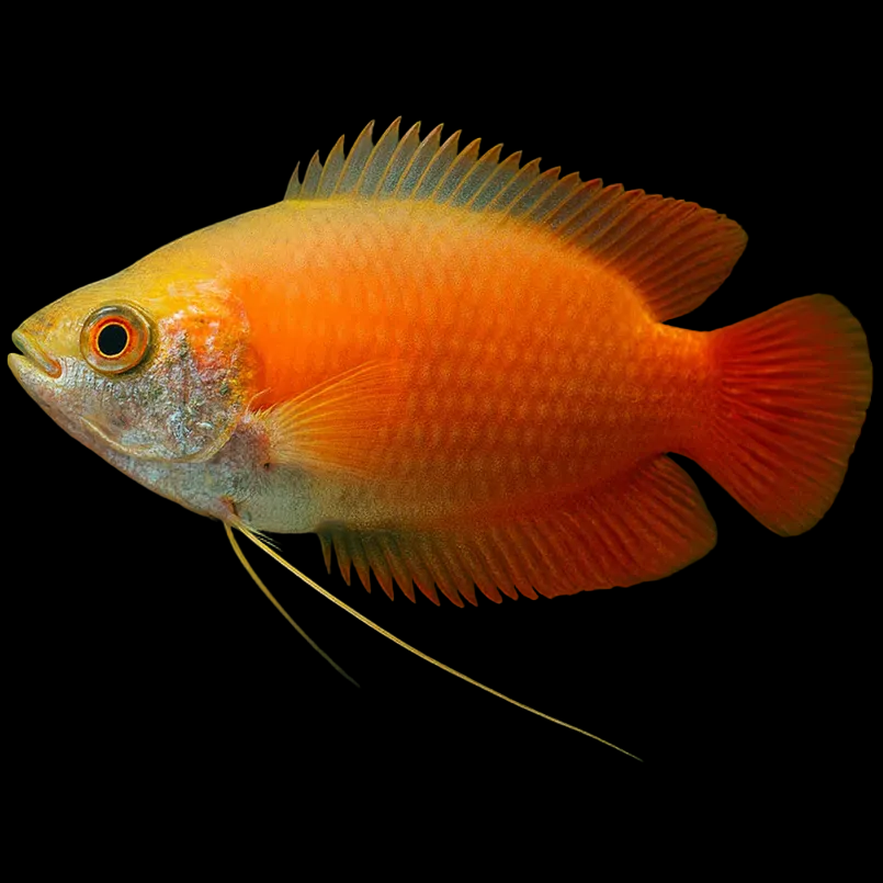 Red Honey Gourami (Trichogaster chuna) small gourami in strong red-orange
